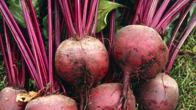LYRS Beetroot Seed(350 per packet)