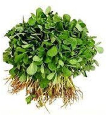 Sjeme Methi Seed(130 per packet)