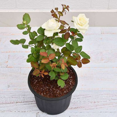 HERBALISM Rose Plant(Pack of 1)