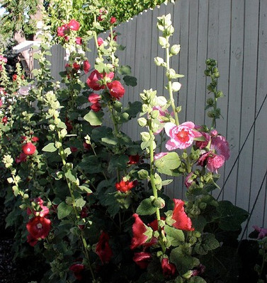 XOLDA Hollyhock Mix Seed(15 per packet)