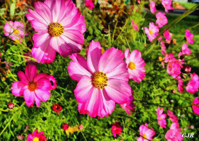 XOLDA Cosmos Mix Flower Seed(15 per packet)