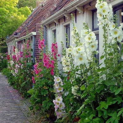 Paudha Hollyhock Mix Seed(26 per packet)