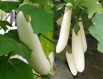 Aywal White Long Brinjal Seed(80 per packet)