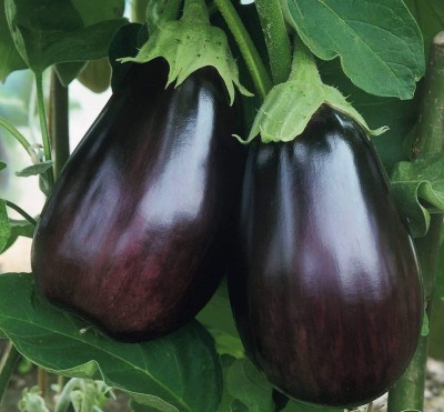 Pearlo Organic galaxy puple brinjal vegetable hybrid seeds 1-packet Seed(100 per packet)