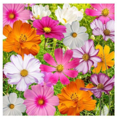 XOLDA Cosmos Mix Flower Seed(35 per packet)