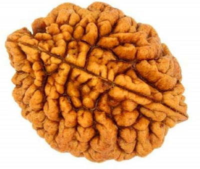 ADOWIK 2 Mukhi Rudraksha/Original 2 Mukhi Rudraksha with Lab Certificate/Certified Two Face Rudraksha Wood