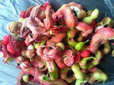 Sjeme Jungle Jalebi Seed Seed(80 per packet)
