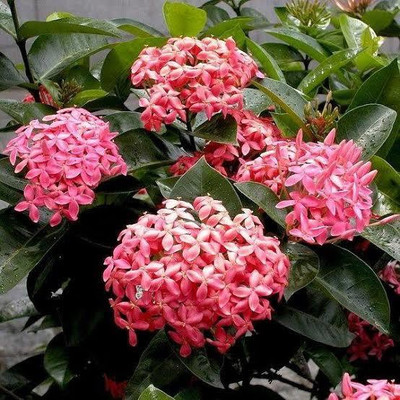 Click to buy Ixora flower Seed(40 per packet)
