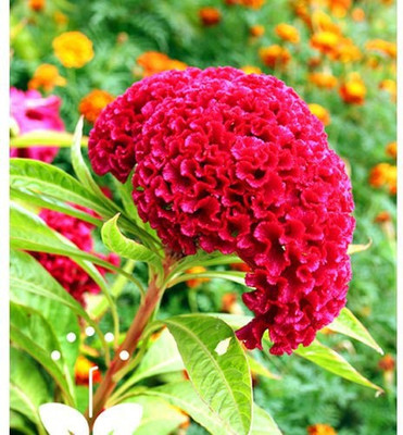 Paudha Cockscomb Flower Seed(45 per packet)