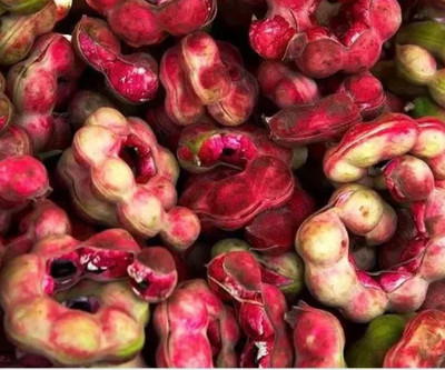 Sjeme Jungle Jalebi For Planting Seed Seed(120 per packet)