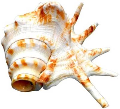 Namisha Loud Blowing Pure Natural PanchMukhi Shankh For Pooja Shankh -Real Laxmi Pooja Shankh/Laxmi Shankh/Pooja Articles Blowing Shankh