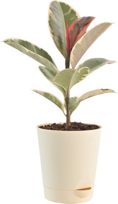 InGreen Rubber Tree(Hybrid, Pack of 1)