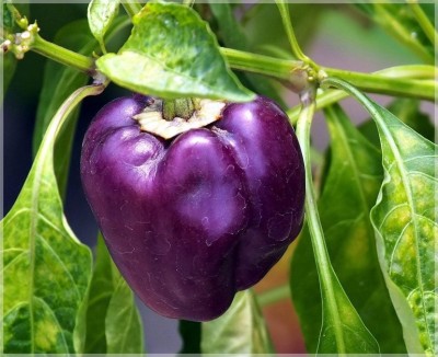 FERNSFLY Vegetables Seeds Capsicum Seed(15 per packet)