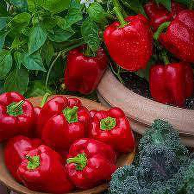 FERNSFLY Red Capsicum Seed(60 per packet)