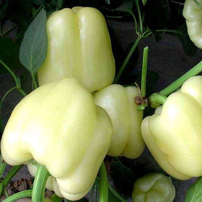 FERNSFLY Capsicum Seed(20 per packet)