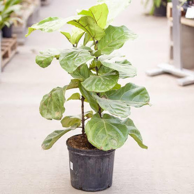 Click to buy Fiddle Leaf Fig Plant(Pack of 1)