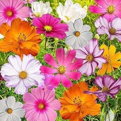 KOO Retails Cosmos Flower Seed(50 per packet)