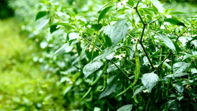 FARMBLESSING GREEN CHILLI Seed(10 per packet)
