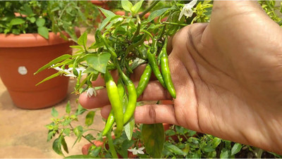 FARMBLESSING GREEN CHILLI Seed(10 per packet)