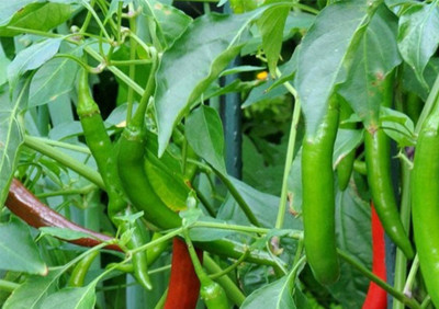 FARMBLESSING GREEN CHILLI Seed(10 per packet)