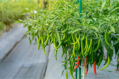 FARMBLESSING GREEN CHILLI Seed(10 per packet)