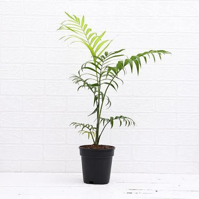 Click to buy Parlor Palm Plant(Pack of 1)