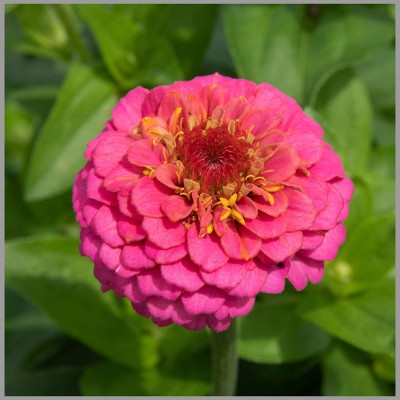 Recron Seeds Zinnia Pink (Double petal) Flower Seed(30 per packet)