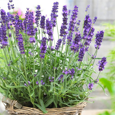 XOLDA Lavender Seed(40 per packet)