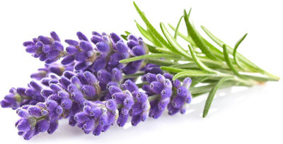 PLANTZON Lavender Seed(11 per packet)