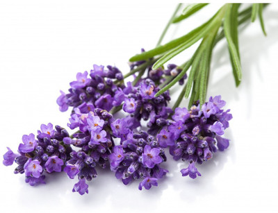 XOLDA Lavender Seed(20 per packet)