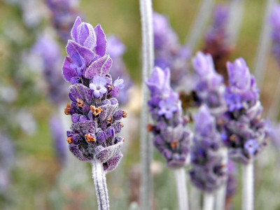 Paudha Lavender Seed(51 per packet)