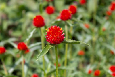 Paudha Gomphrena Red Hybrid Seed(10 per packet)