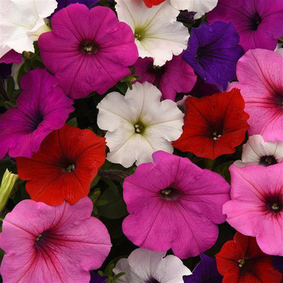 WHADE Petunia Spreading Easy Wave Formula Mix Flower Seed(70 per packet)