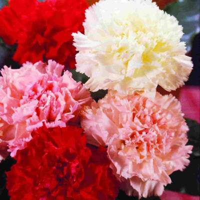 XOLDA Carnation Mix Flower Seed(12 per packet)