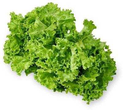 XOLDA Lettuce Hybrid Seed(15 per packet)