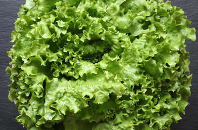 Paudha Lettuce Hybrid Seed(10 per packet)