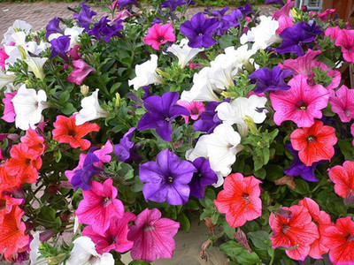 ME Traders Petunia Mixed Seed(40 per packet)
