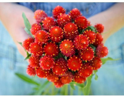 Paudha Gomphrena Red Hybrid Seed(40 per packet)