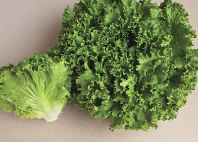 Paudha Lettuce Hybrid Seed(10 per packet)