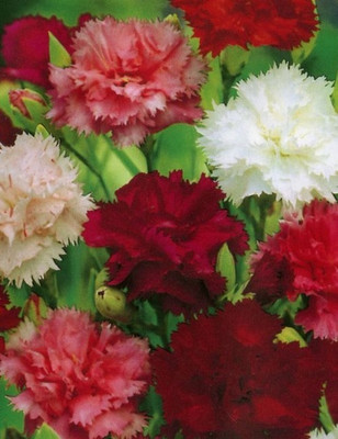 Paudha Exotic Carnation Mix Seed(92 per packet)