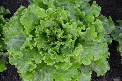Paudha Lettuce Hybrid Seed(40 per packet)