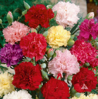 CYBEXIS Seeds Flower Hybrid Seeds Carnation double Choice Mix Seed(50 per packet)