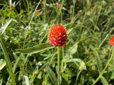 XOLDA Gomphrena Red Hybrid Seed(50 per packet)