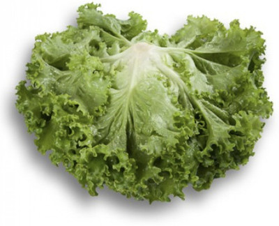 Paudha Lettuce Hybrid Seed(40 per packet)
