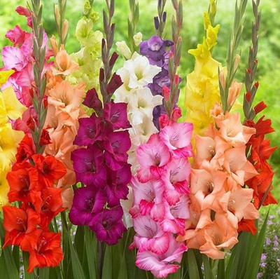 Udanta Gladiolus / Sword Lily Pc of 2 Flower Bulbs | Best for Indian Climate | Multicolor Flower Bulb Seed(2 per packet)