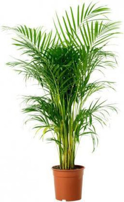 NDS Areca Palm(Hybrid, Pack of 1)