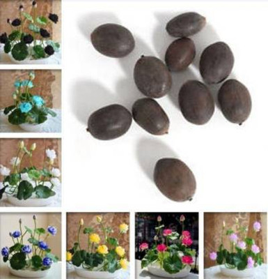 ROSEMERC 7 BEAUTIFULL COLOUR LOTUS (4each) 28 seeds Seed(28 per packet)