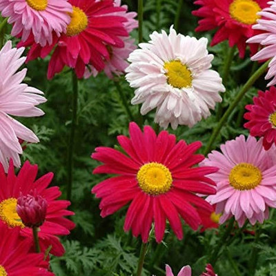 Click to buy Chrysanthemum Seed(30 per packet)