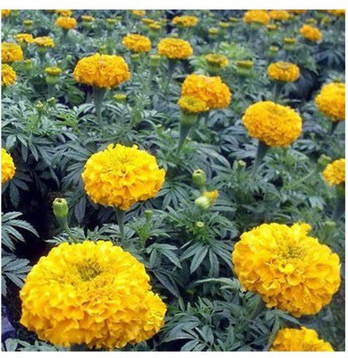 gorgeous moment marigold Seed(20 per packet)