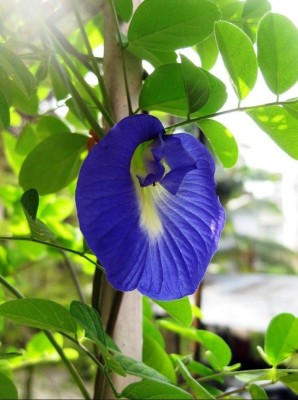 plantsworld Clitoria ternatea, Gokarni, Sankhapushpi, Butterfly Pea Flower Seed(20 per packet)